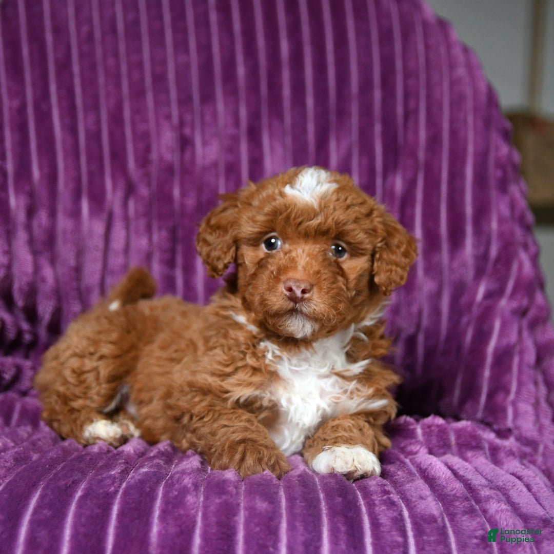Miniature Poodle dogs for sale: Indie - Ad 5