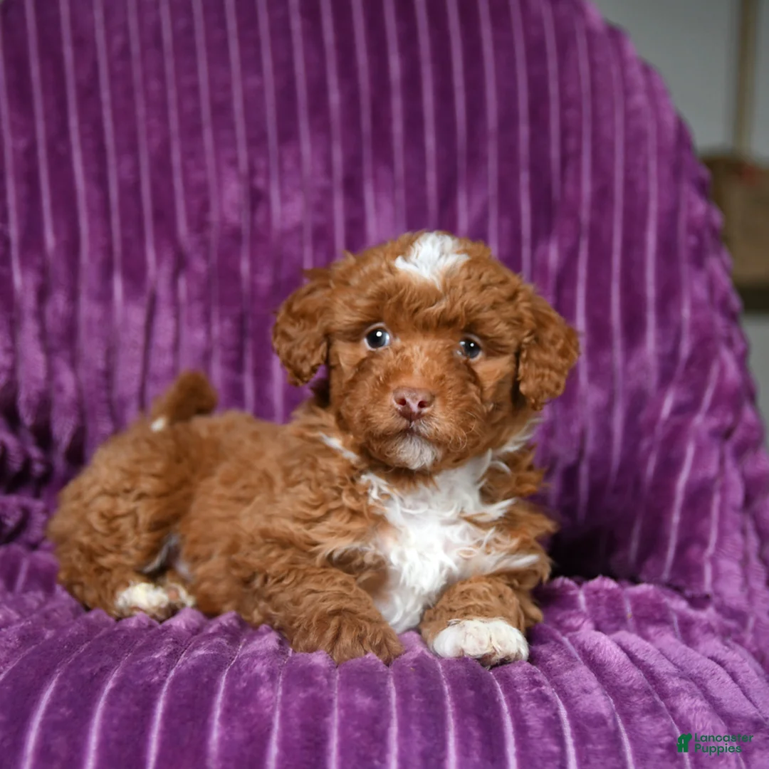 Miniature Poodle dogs for sale: Indie - Ad 5