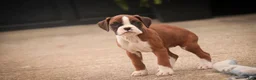 Boxer dogs for sale: Tressa - Ad 3