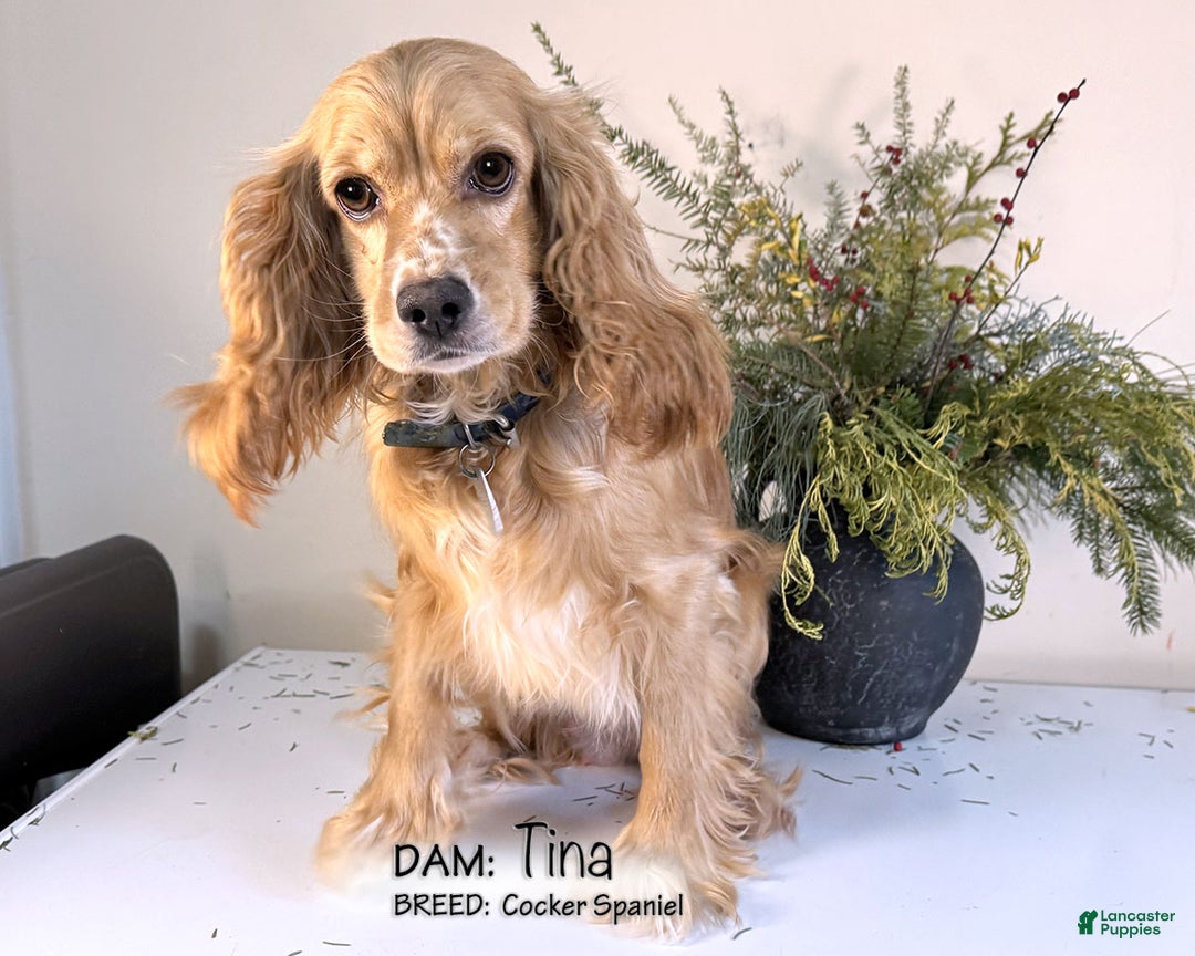 Cockapoo dogs for sale: Elsa - Ad 5