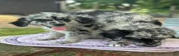 Mixed Breed dogs for sale: Buckle, female golden Aussie  - Ad 2