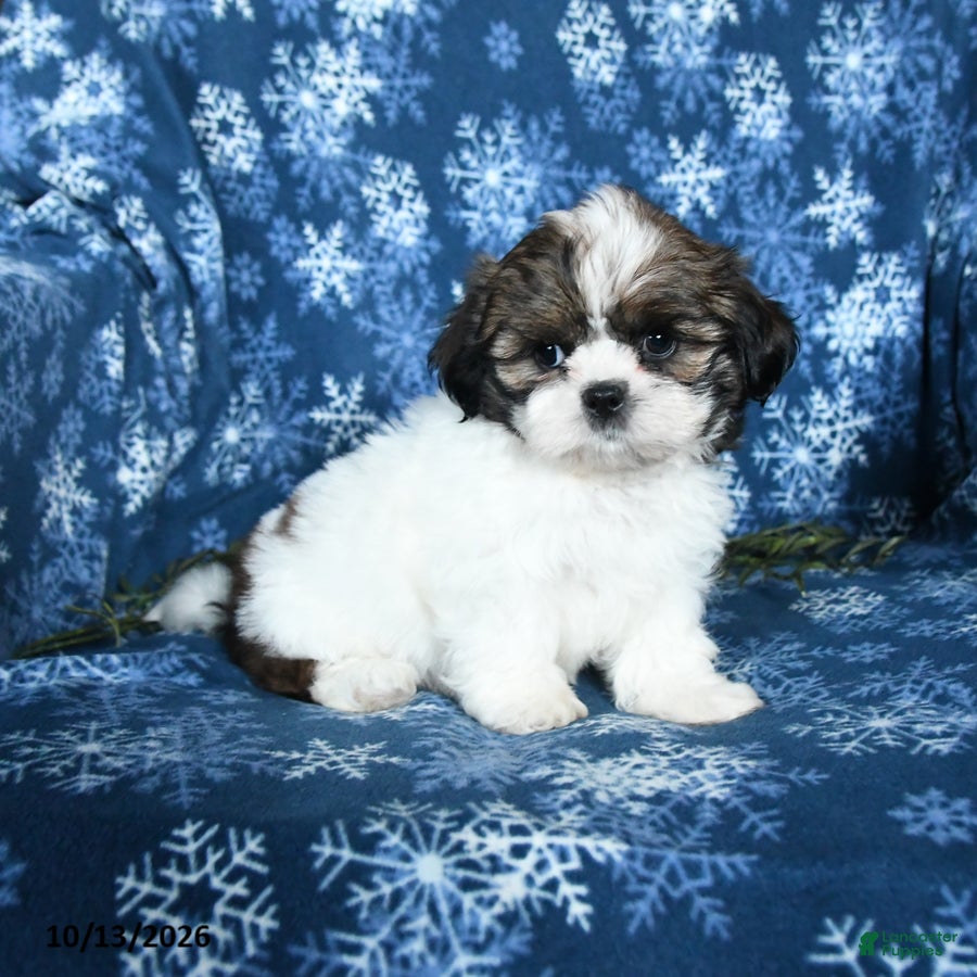 Shih Tzu dogs Kyle - Ad 2