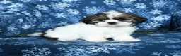 Shih Tzu dogs for sale: Kyle - Ad 2