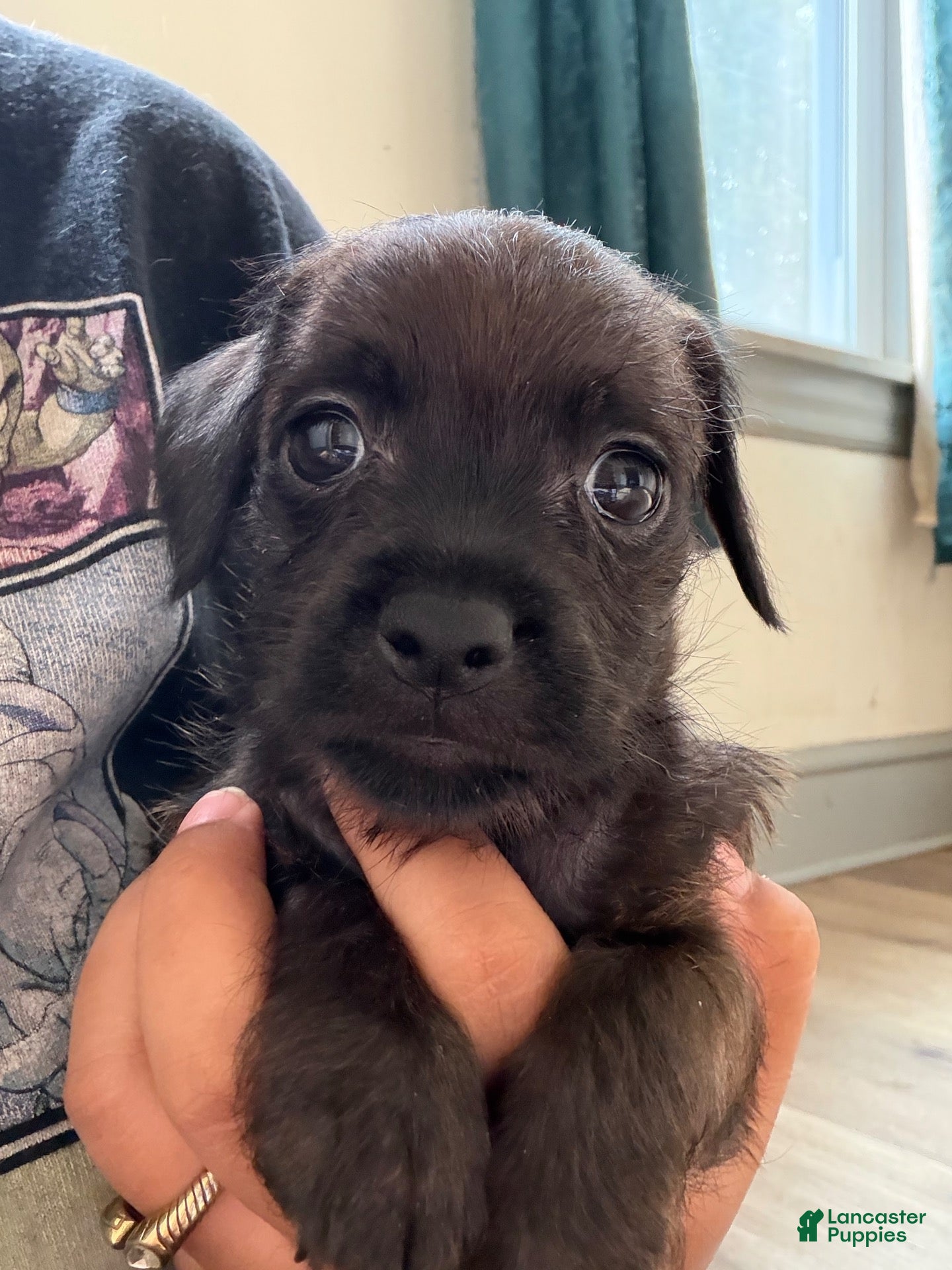 Mixed Breed dogs Bee  - Ad 2