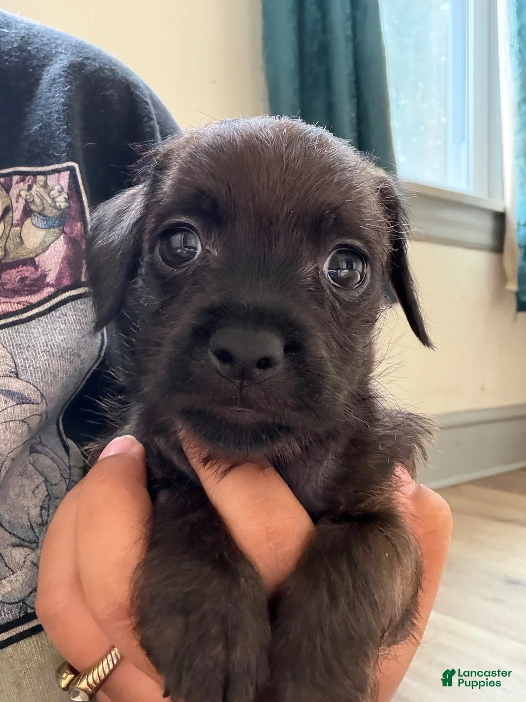 Mixed Breed dogs for sale: Bee  - Ad 2