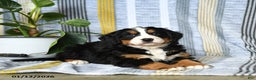Bernese Mountain Dog dogs for sale: Bear - Ad 3