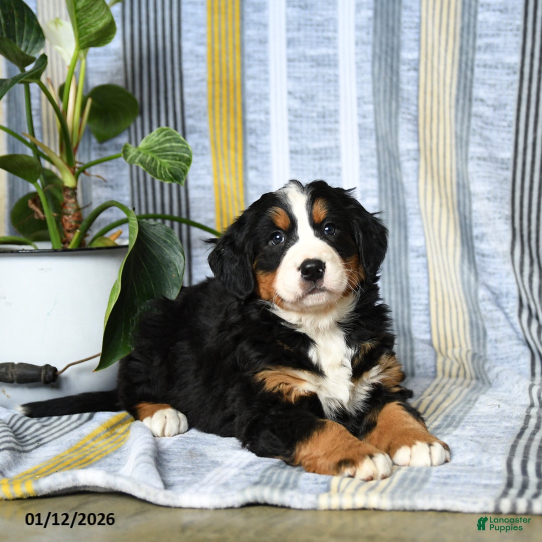 Bernese Mountain Dog dogs for sale: Bear - Ad 3