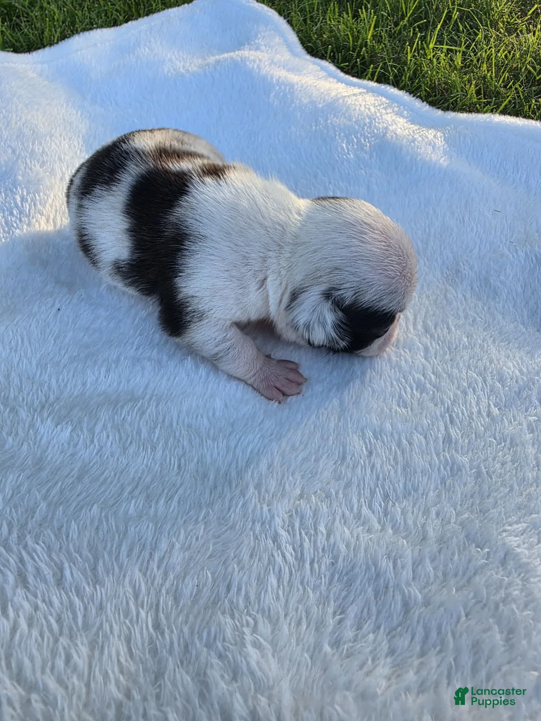 Pug dogs for sale: Female panda pug - Ad 2