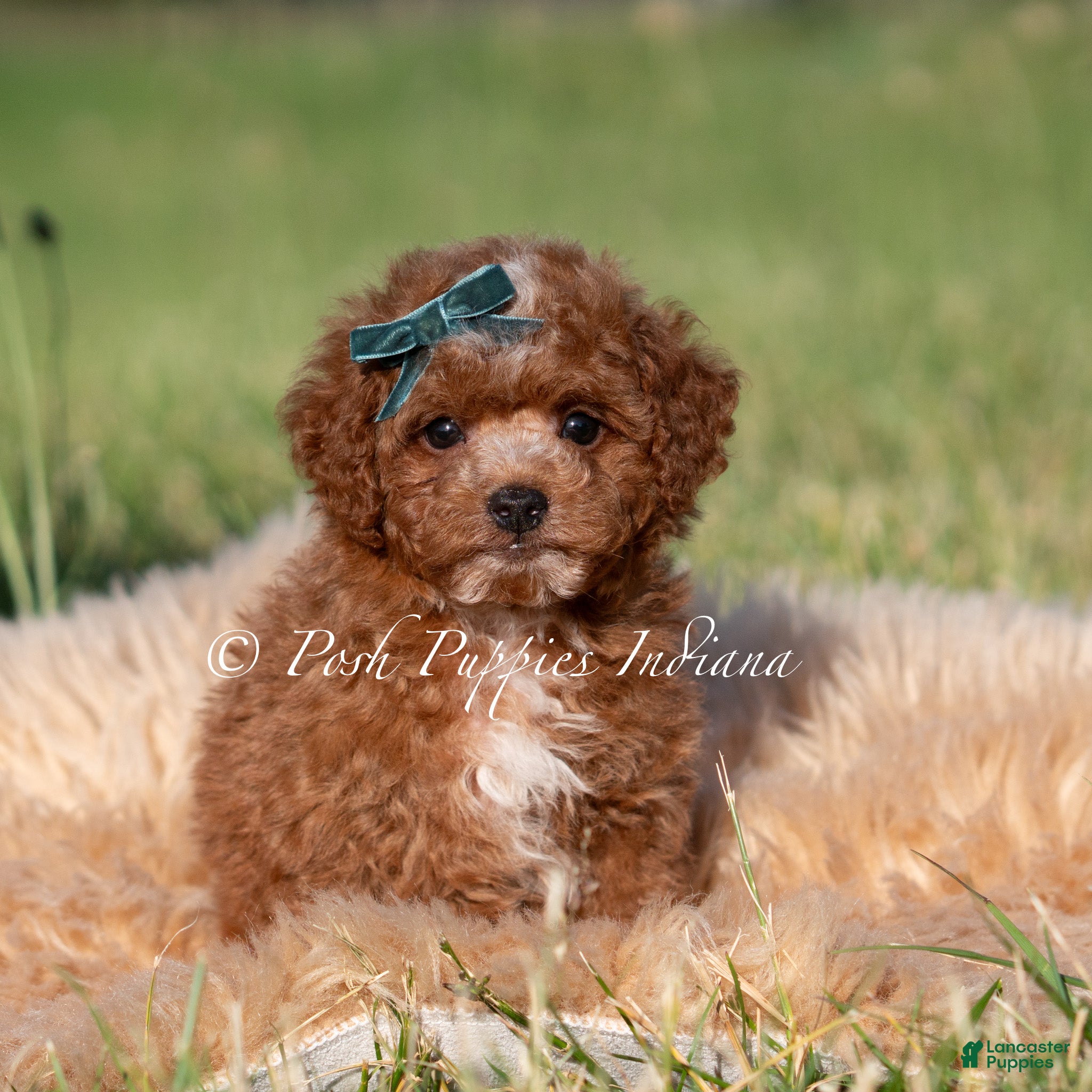 Mini Goldendoodle dogs Tiny Waffles F1BB - Ad 25