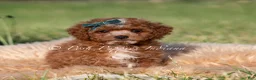 Mini Goldendoodle dogs for sale: Tiny Waffles F1BB - Ad 1