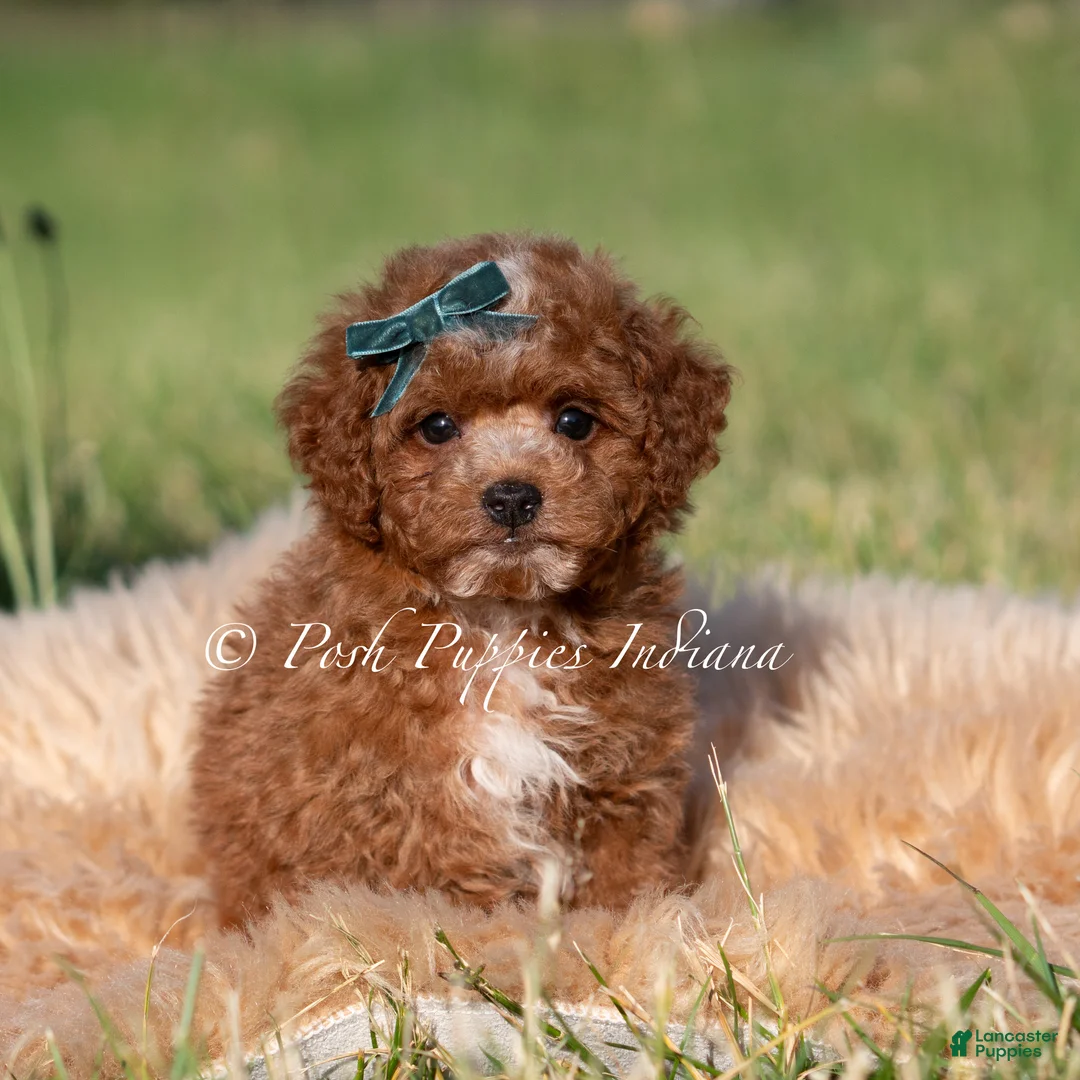 Mini Goldendoodle dogs for sale: Tiny Waffles F1BB - Ad 1