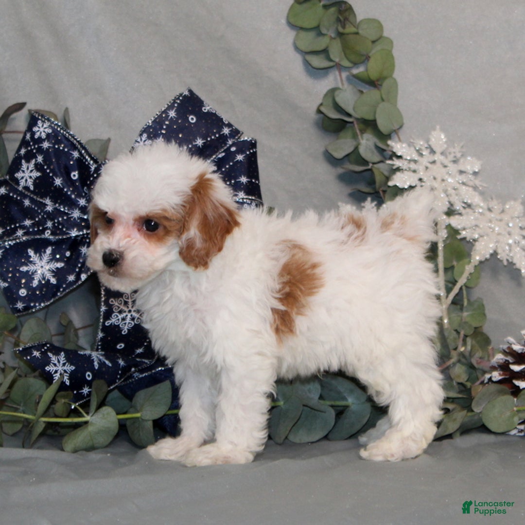Miniature Poodle dogs for sale: Quack - Ad 2