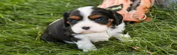 Cavalier King Charles Spaniel dogs for sale: Tom - Ad 7