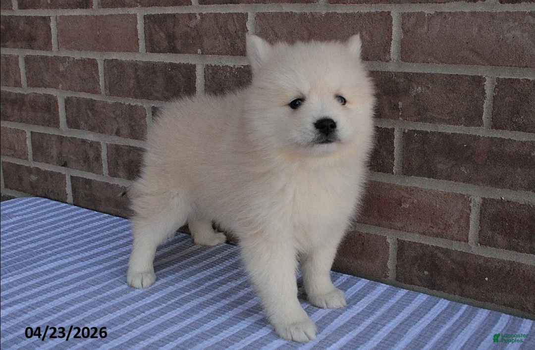Pomsky dogs for sale: Piper - Ad 4