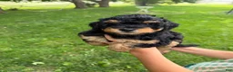 Mini Aussiedoodle dogs for sale: Lollipop - Ad 5
