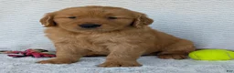 Golden Retriever dogs for sale: Brady - Ad 17