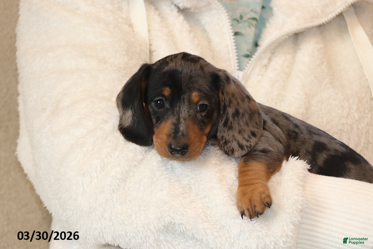 Miniature Dachshund dogs Oreo - Ad 2