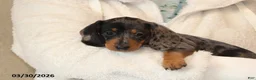 Miniature Dachshund dogs for sale: Oreo - Ad 2