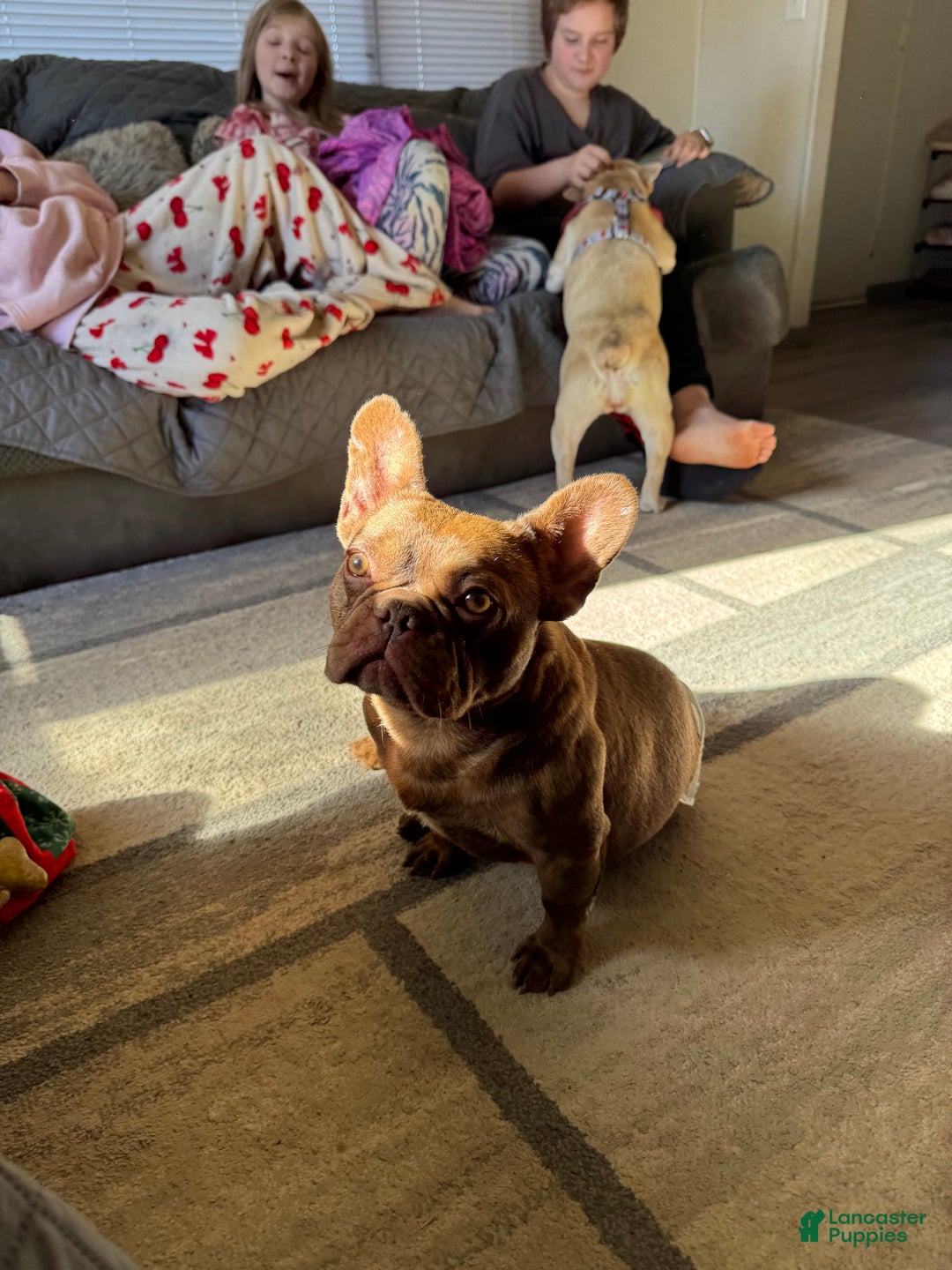 French Bulldog dogs for stud: Odin  - Ad 6