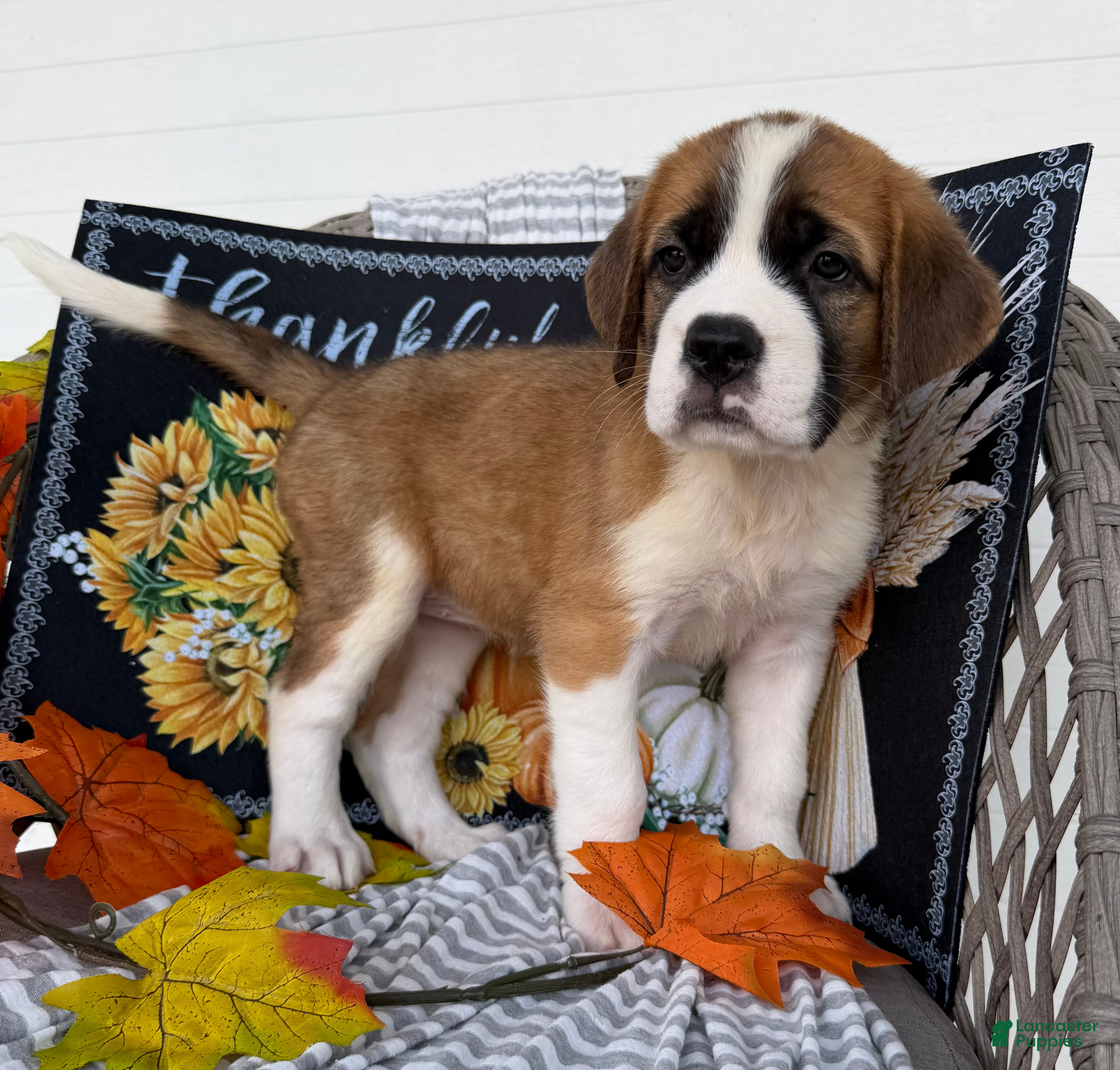 Saint Bernard dogs Beauty - Ad 1