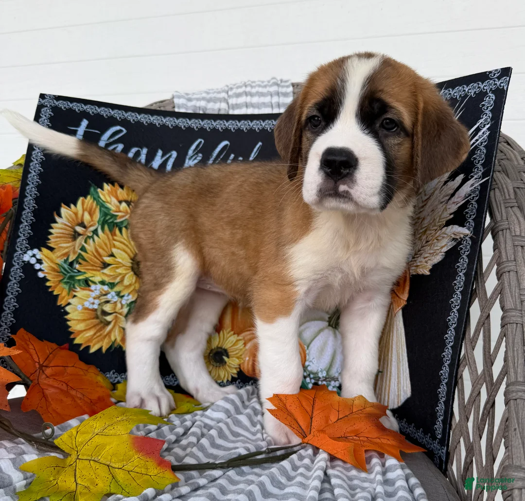 Saint Bernard dogs for sale: Beauty - Ad 1