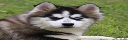 Pomsky dogs for sale: Easton - Ad 1