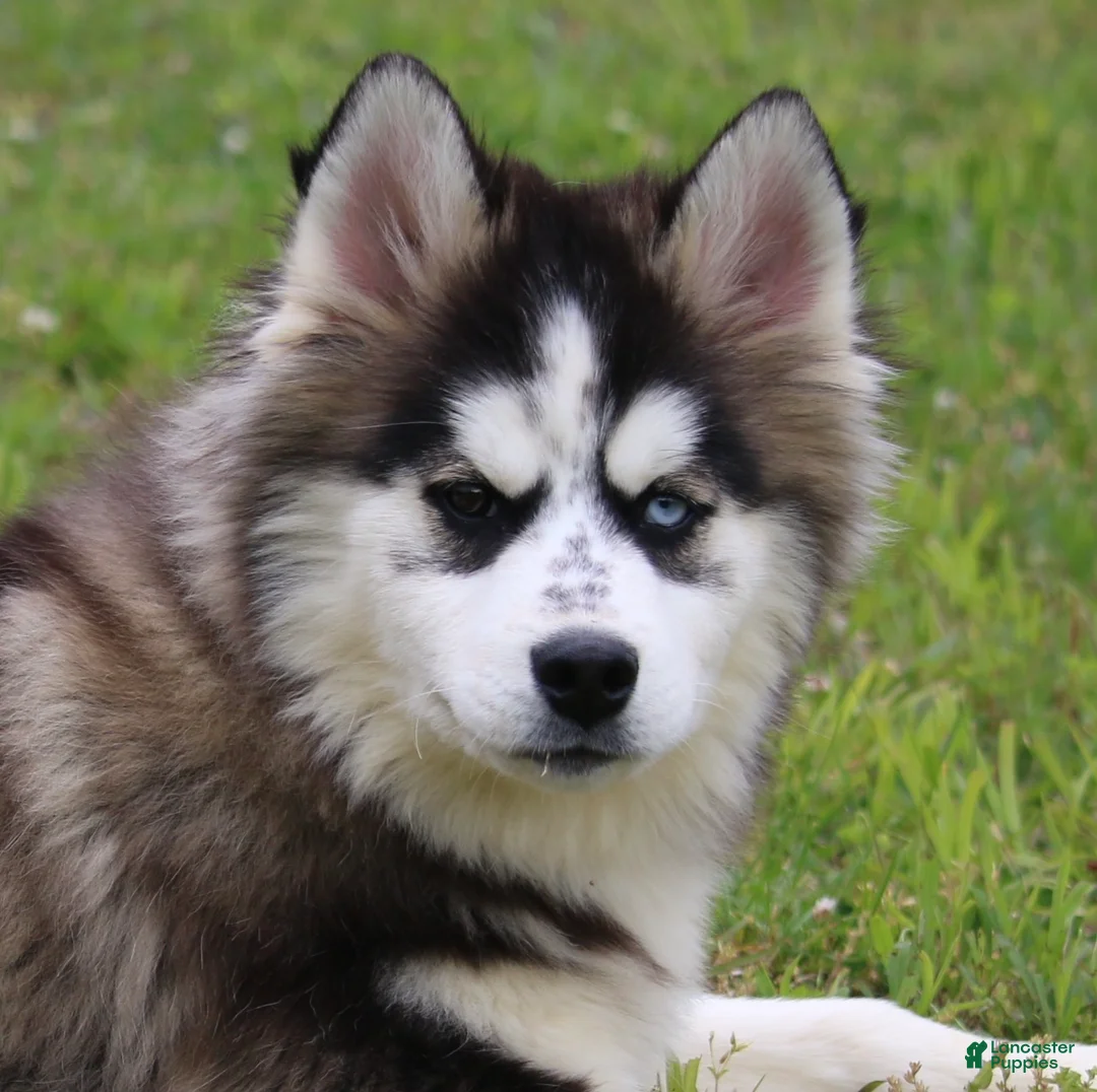 Pomsky dogs for sale: Easton - Ad 1