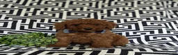 Miniature Poodle dogs for sale: Sloan - Ad 3