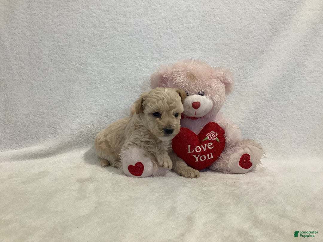 Maltipoo dogs for sale: Cuddles - Ad 6