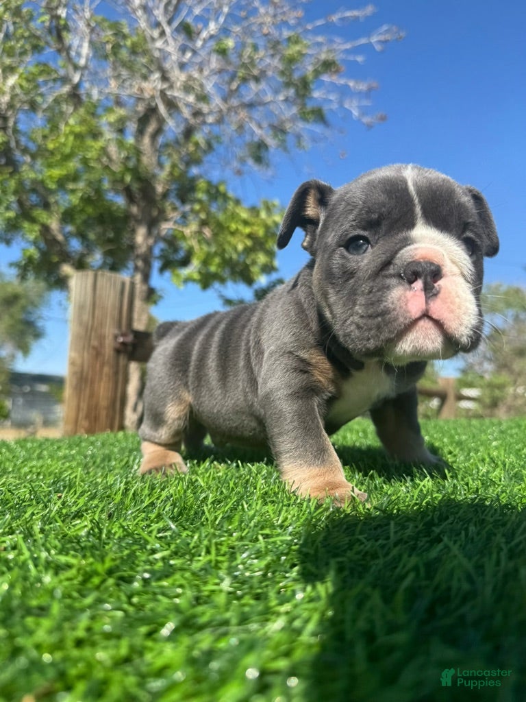 English Bulldog dogs NIPSEY - Black Tri Male – Top Structure! Ready Now! - Ad 2