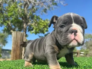 English Bulldog dogs NIPSEY - Black Tri Male – Top Structure! Ready Now! - Ad 2