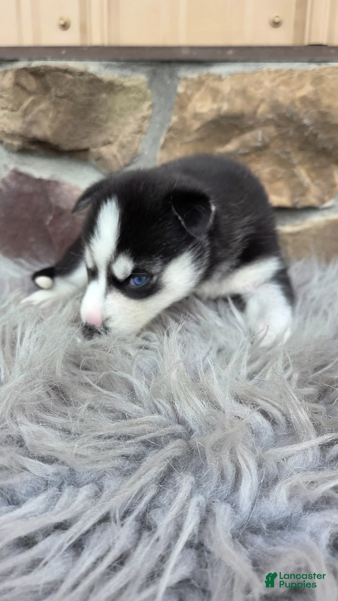 Siberian Husky dogs for sale: Ella - Ad 2