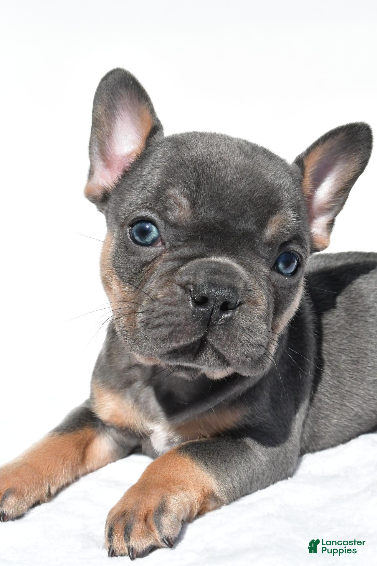 French Bulldog dogs Connor - Ad 2