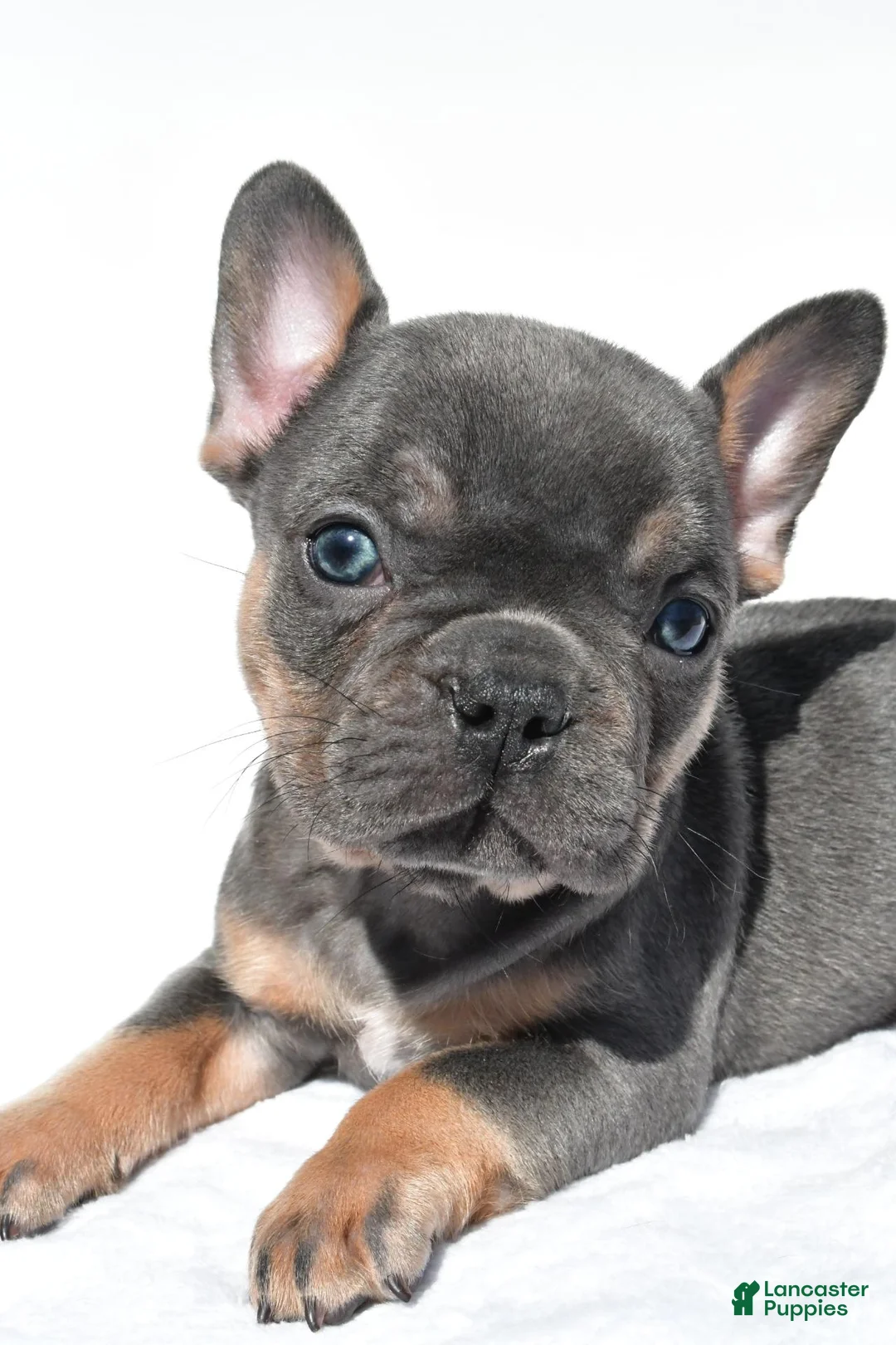 French Bulldog dogs for sale: Connor - Ad 2