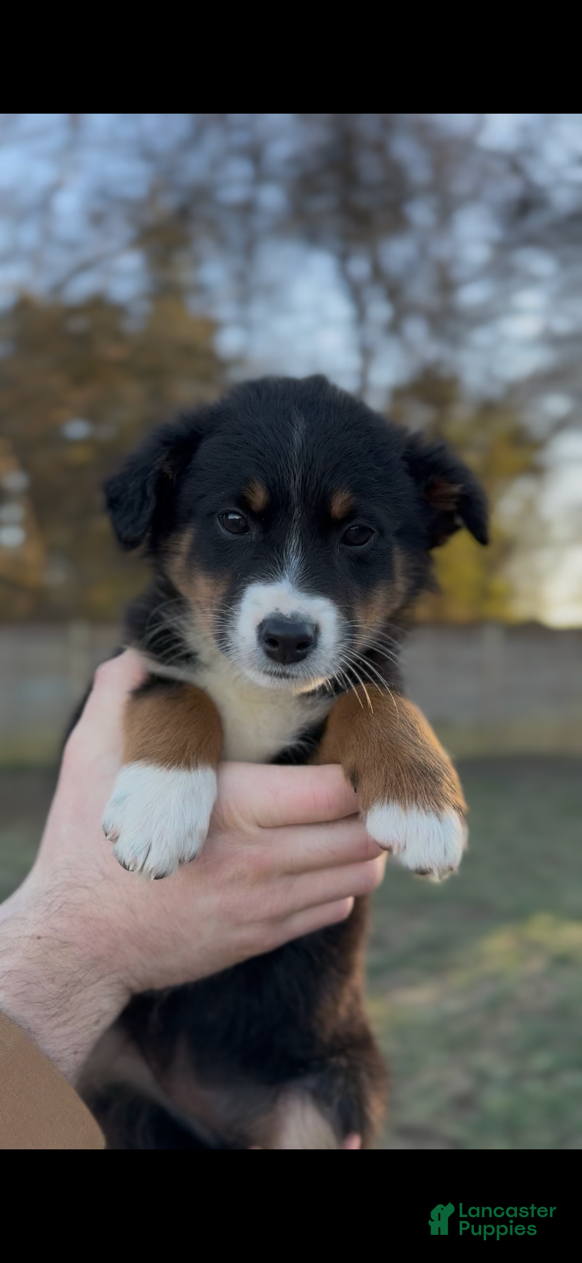 Miniature Australian Shepherd dogs Raven  - Ad 7