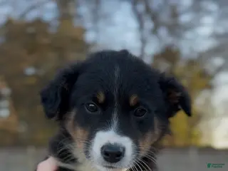 Miniature Australian Shepherd dogs Raven - Ad 9