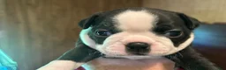 Boston Terrier dogs for sale: Princess - Ad 2