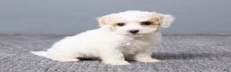 Bichpoo dogs for sale: Kiana - Ad 3