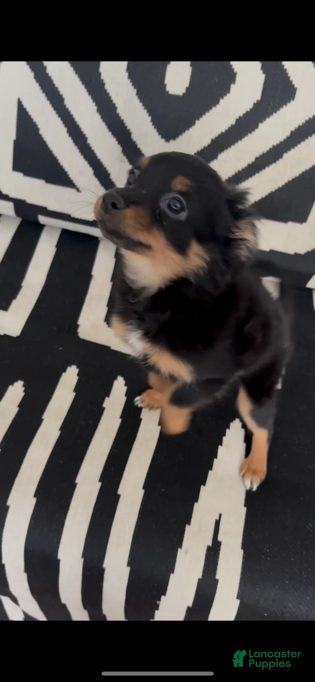 Pomapoo dogs for sale: Pomapoo Puppy 3 - Ad 3