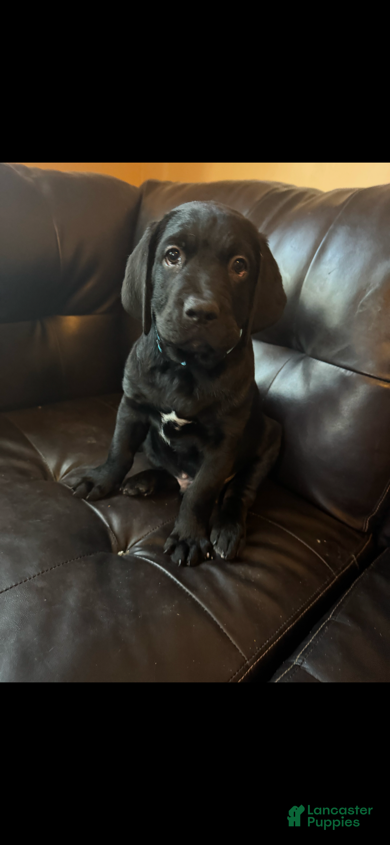 Mixed Breed dogs Light Blue Collar - Ad 17