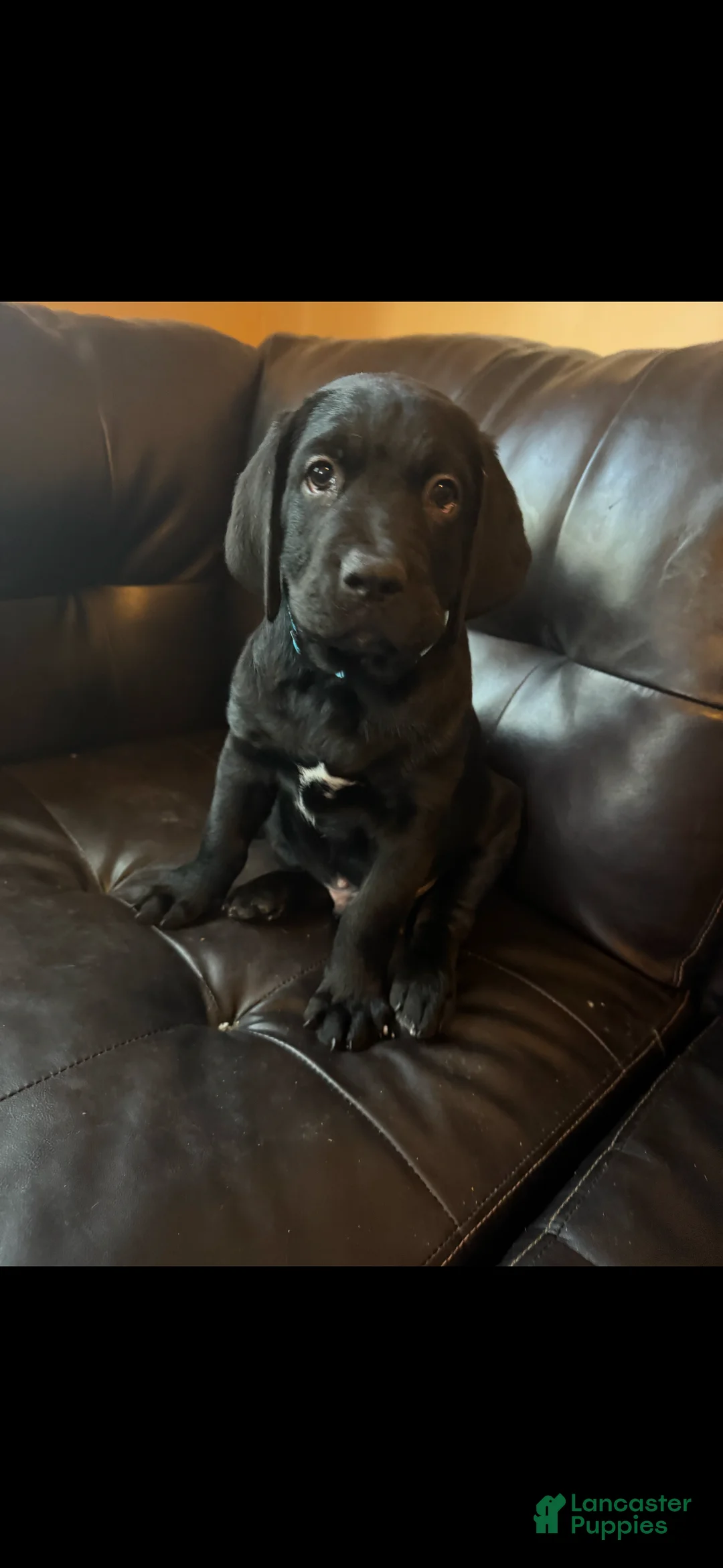 Mixed Breed dogs for sale: Light Blue Collar - Ad 1