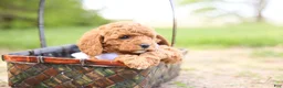 Goldendoodle dogs for sale: Ranger - Ad 5