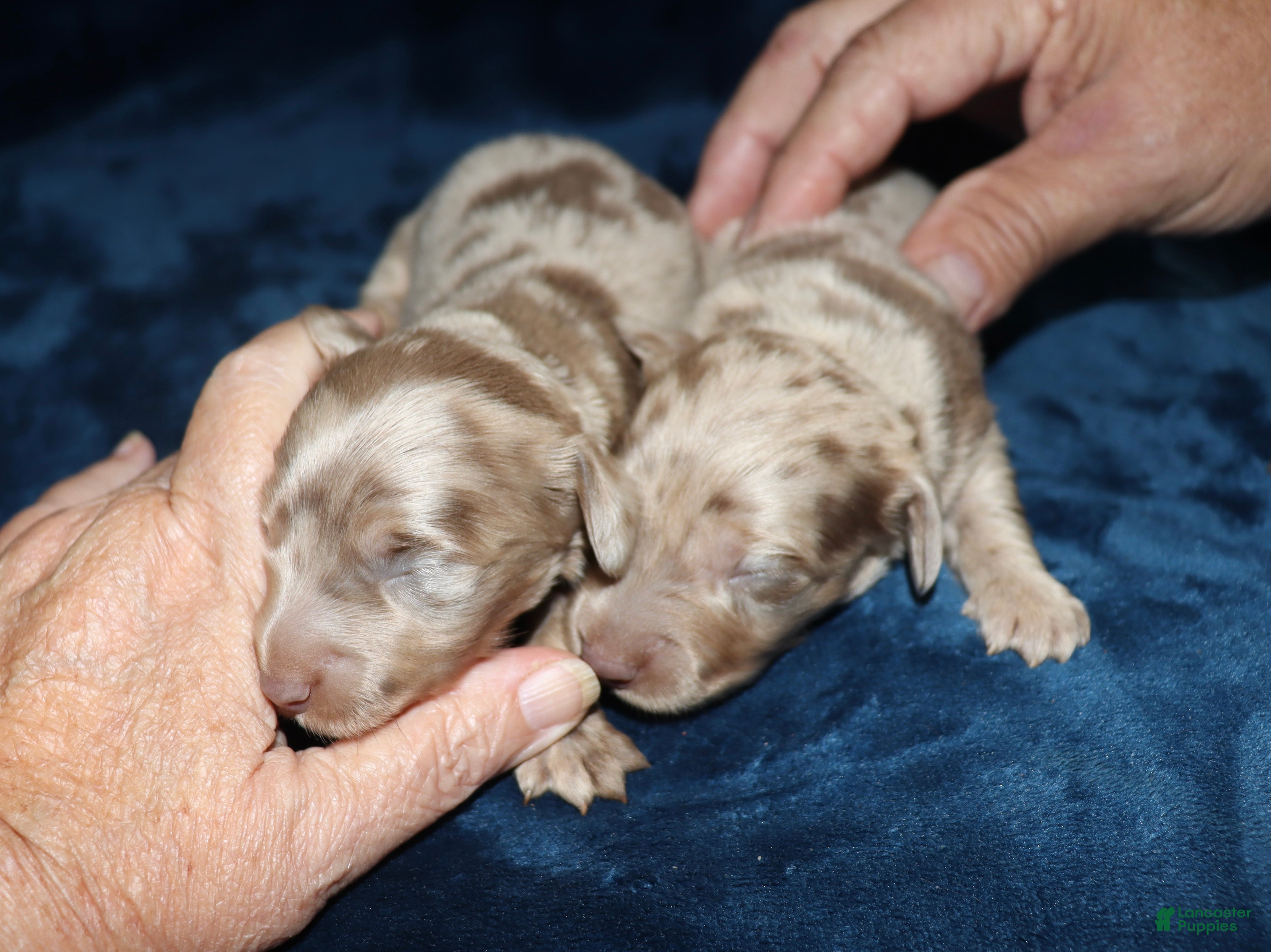 Miniature Dachshund dogs Corabeth - Ad 10