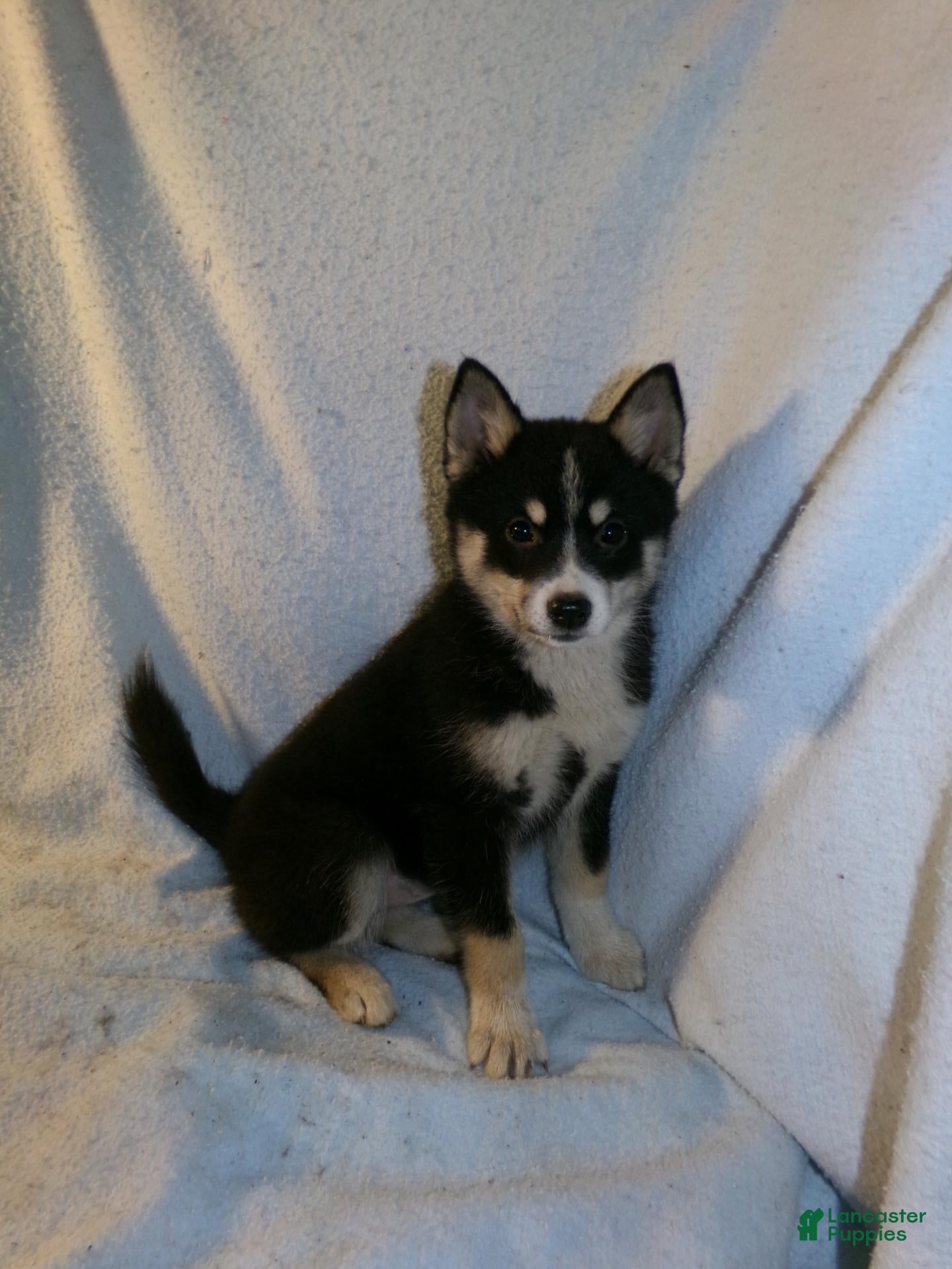 Pomsky dogs for sale: Patsy - Ad 1