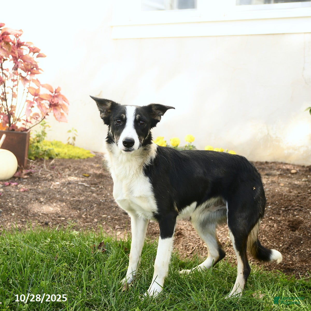 Border Collie dogs Izzy - Ad 41