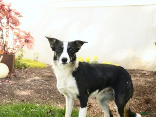 Border Collie dogs Izzy - Ad 42