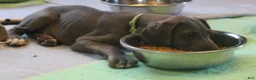Great Dane dogs for sale: Diamond - Ad 11