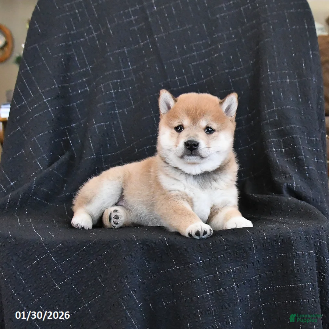 Shiba Inu dogs for sale: Zyandra - Ad 2