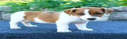 Jack Russell Terrier dogs for sale: Jocelyn - Ad 5