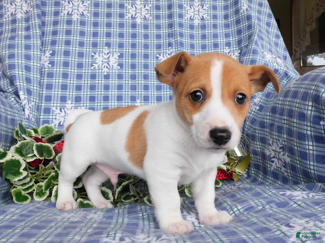 Jack Russell Terrier dogs for sale: Duke - Ad 3